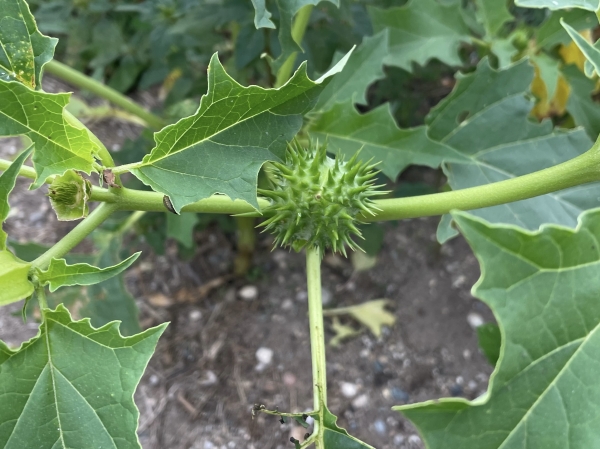 Jimson-weed [Datura stramonium]
