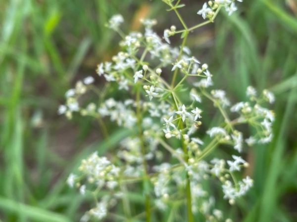Hedge Bedstraw [Gallium mollugo]