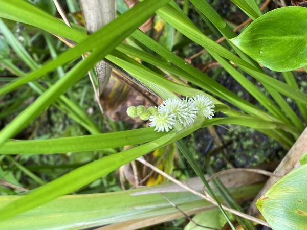 Unbranched Bur-reed [Sparganium emerson]