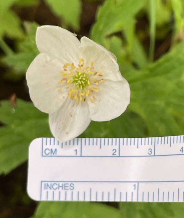Canada Anemone [Anemone canadensis]