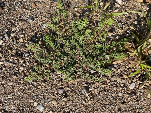 Spotted spurge [Euphorbia maculata]