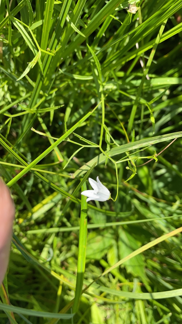 Marsh Bellflower [Campanula aparinoides]