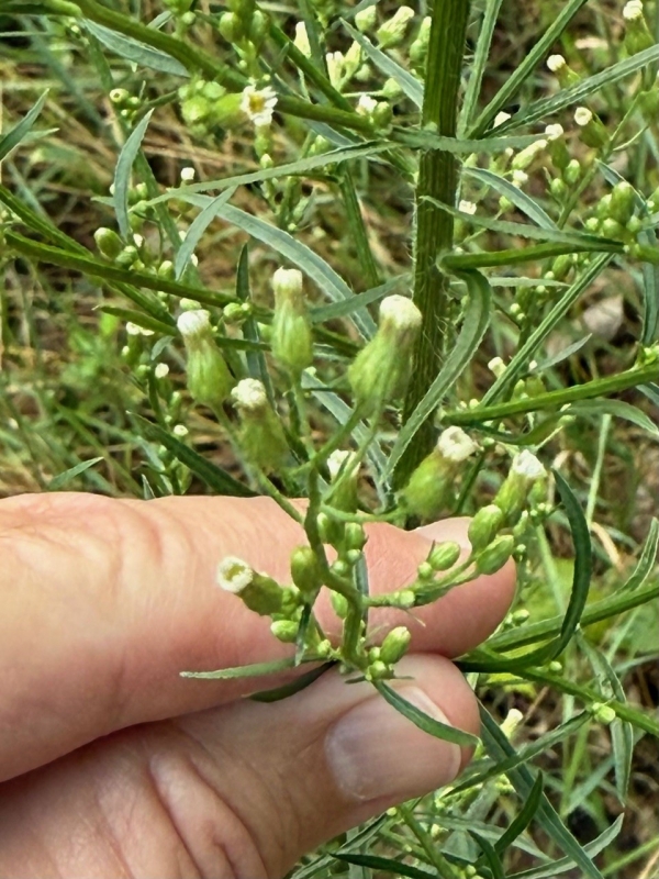 Horseweed [Conyza canadensis]
