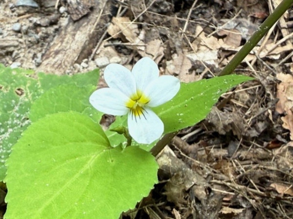 Canada Violet [Viola canadensis]