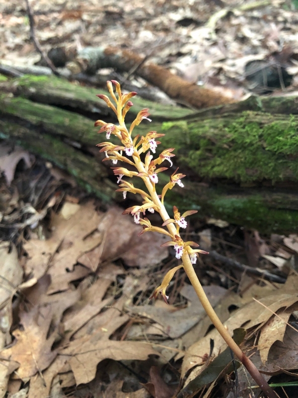 Spotted coral-root [Corallorrhiza maculata]