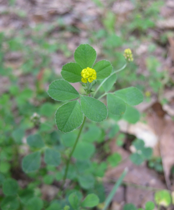 Least Hop clover [trifolium dubium]