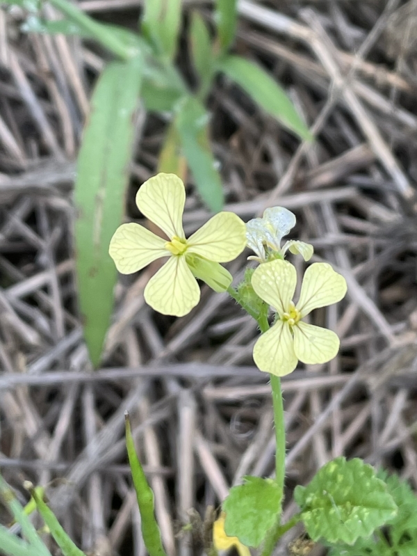 Raphanus raphanistrum [Wild radish]
