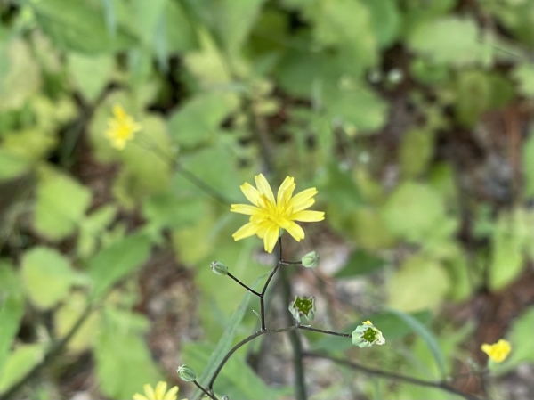 Nipplewort [Napsana communis]