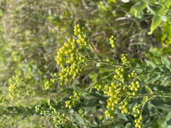 Stiff Goldenrod [Solidago rigida]