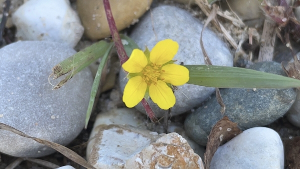 Silverweed [Potentilla anserine]