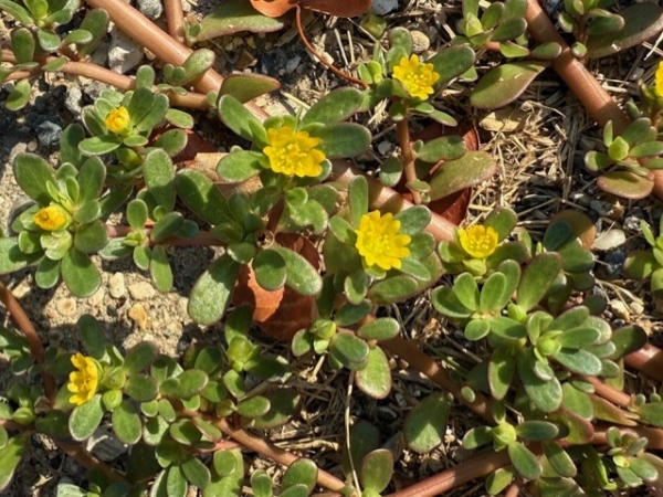 Common Purslane [Portulaca oleracea]