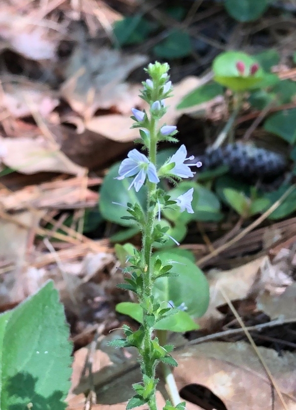 Common speedwell [Veronica officinalis]
