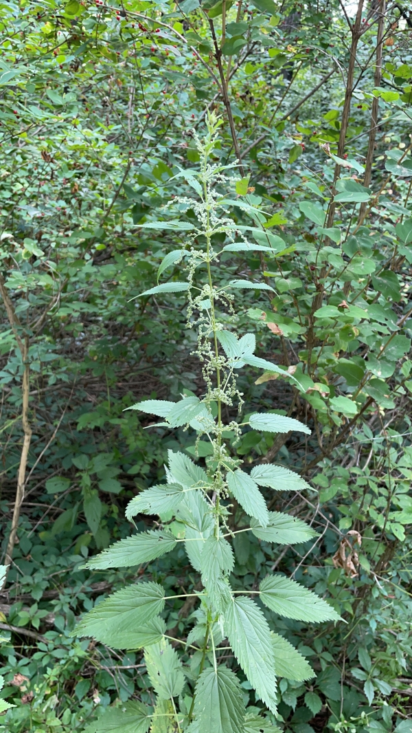 Stinging Nettle [Urtica dioica]