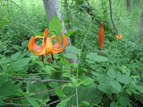 Michigan Lily [Lilium michigannense]