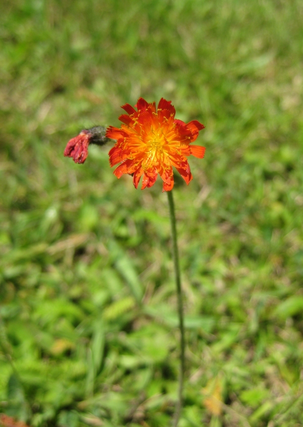 Orange Hawkweed [Hieracium aurantiacum]