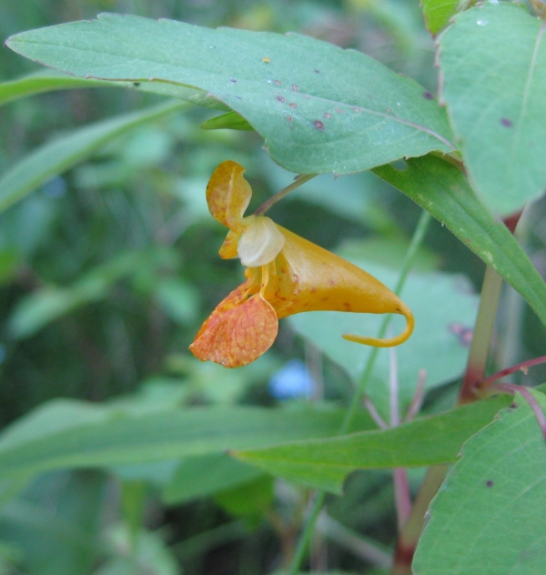 Spotted Touch Me Not [Impatiens capensis]