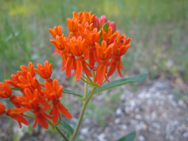 Butterfly Weed [Asclepias tuberosa]
