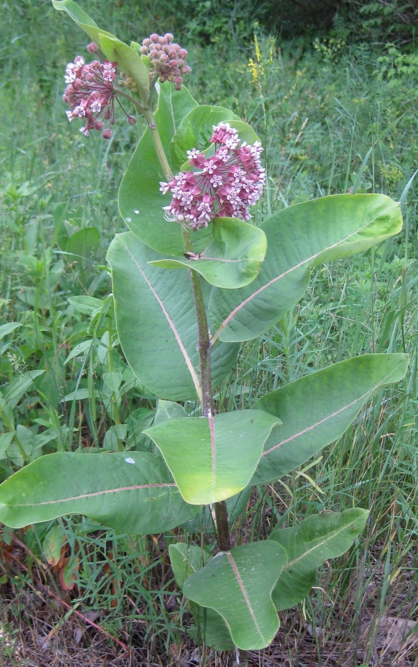 Common Milkweed [Asclepias syriaca]