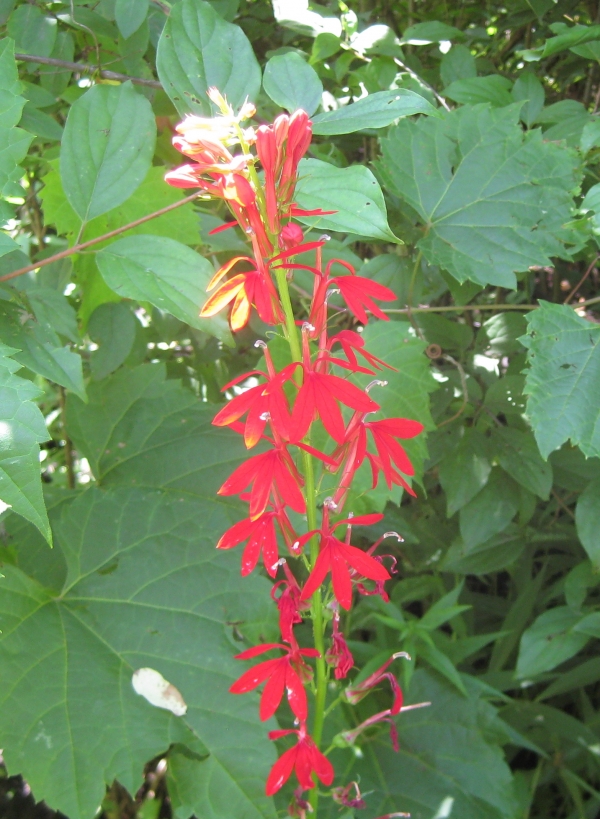 Cardinal Flower [Lobelia cardinalis]