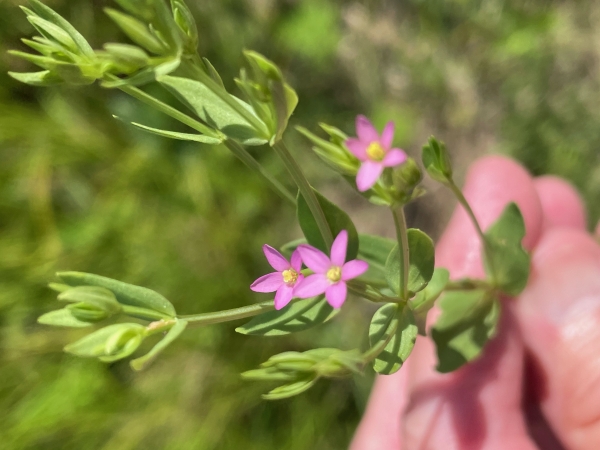 Branching centaury [Centaurium pulchellum]