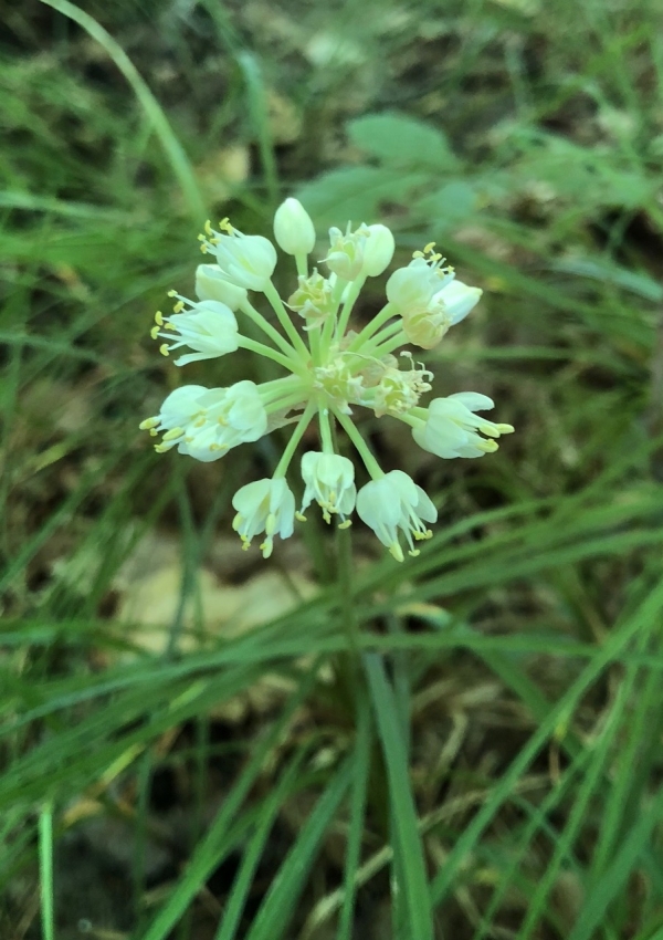 Wild leek [Allium tricoccum]