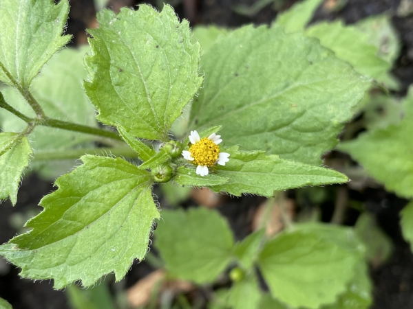 Peruvian Daisy [Galinsoga quadriradiata ]