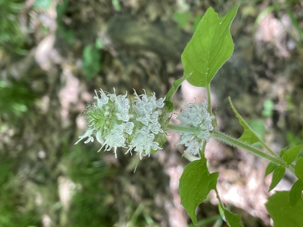 Hairy Wood Mint [Blephilia hirsuta]