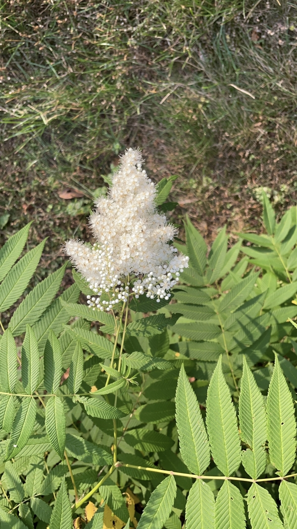 False Spirea [Sorbaria sorbifolia]