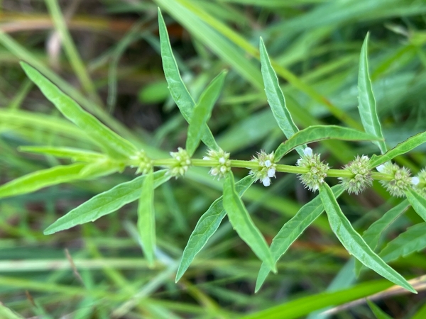 Northern Bugleweed [Lycopus unifloris]