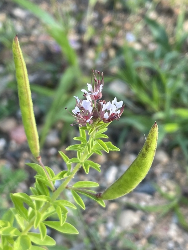 Clammy-weed [Polanisia dodecandra ]