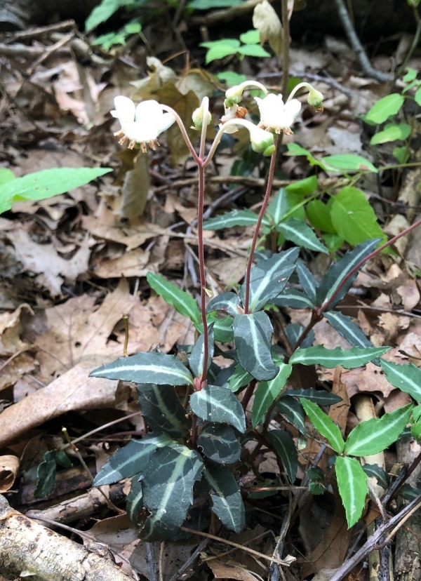Spotted Wintergreen [Chimaphila maculata]