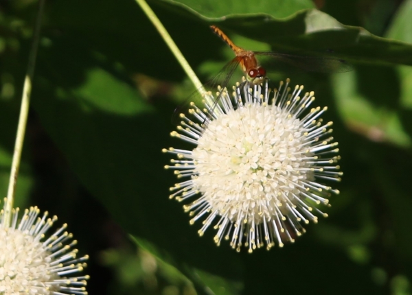 Buttonbush [Cephalanthus occidentalis]
