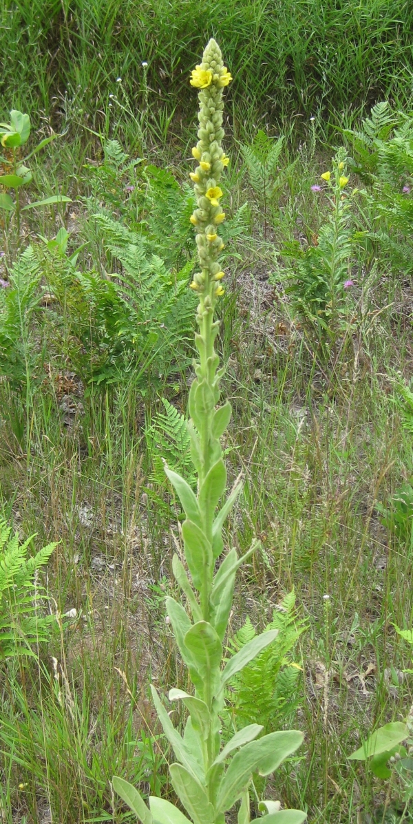 Common Mullein [Verbascum thapsus]