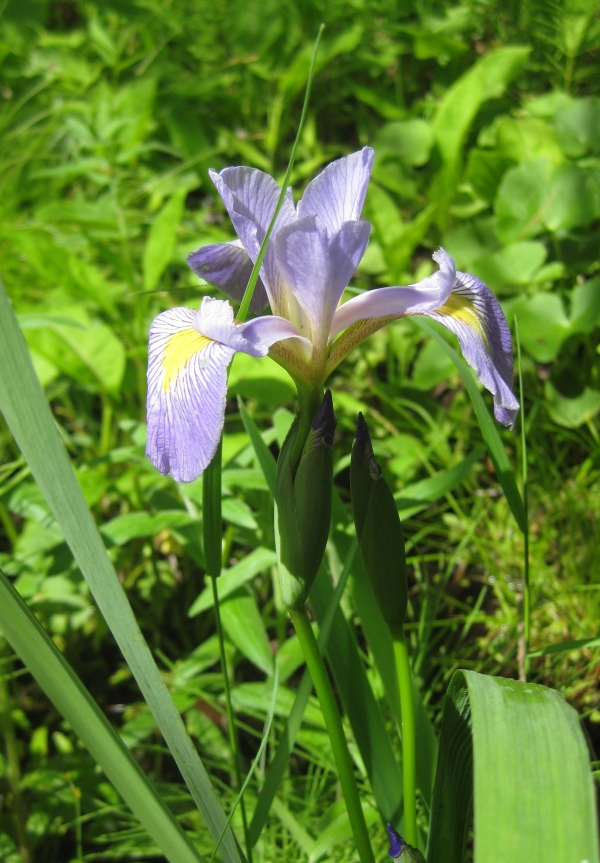 Blue Flag Iris [Iris versicolor]