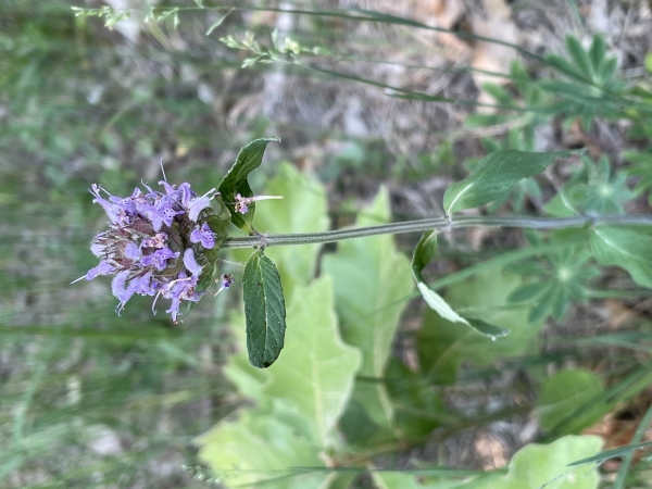 Downy Woodmint [Blephilia ciliata]