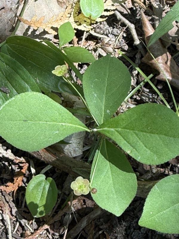 Running Strawberry-bush [Euonymus obovatus]