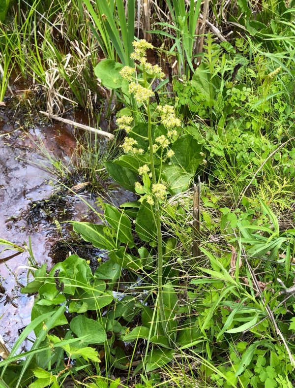 Swamp saxifrage [Saxifraga pensylvanica]