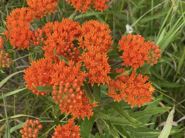 Butter-fly Weed [Asclepias tuberosa]