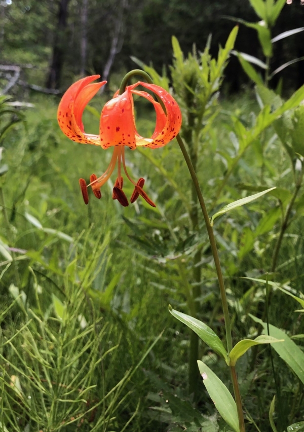 Michigan Lily [Lilium michiganense]