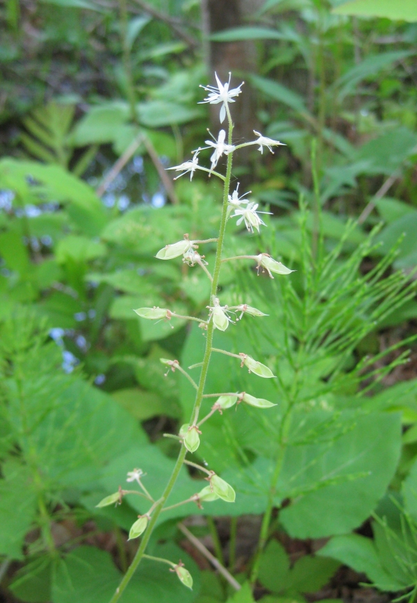 Foamflower [Tiarella cordifolia]