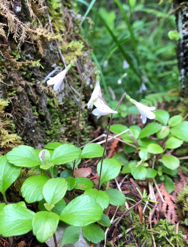 Twinflower [Linnaea borealis]