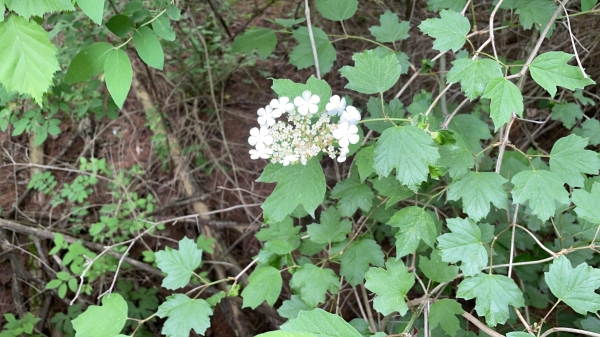 Maple leaf Viburnum [Viburnum acerifolium]