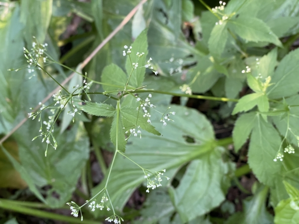 Honewort [Cryptotaenia canadensis]