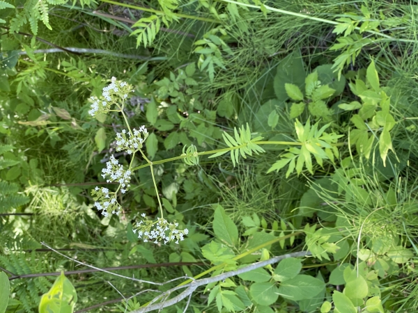 Garden Valerian [Valeriana officinalis]