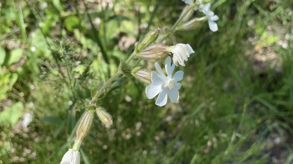 White Campion [Silene latifolia]