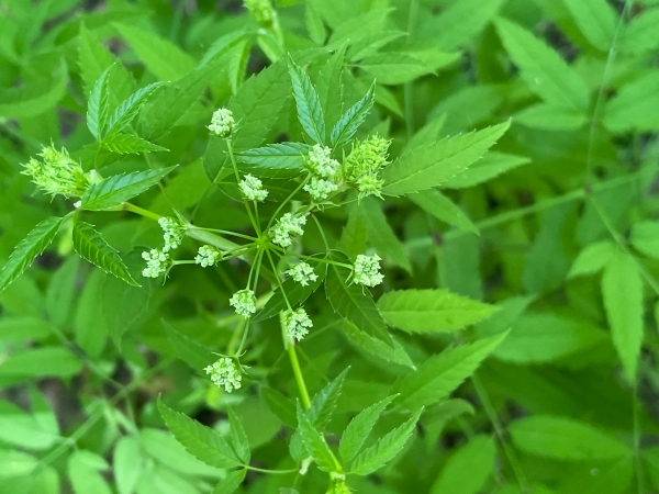 Water Hemlock [Cicuta maculata]