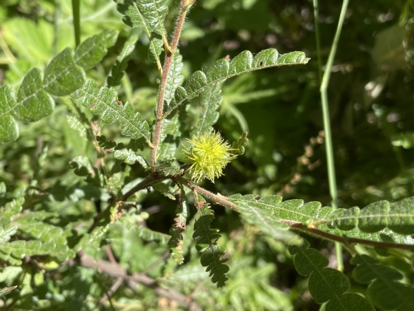 Sweetfern [Compton peregrina]