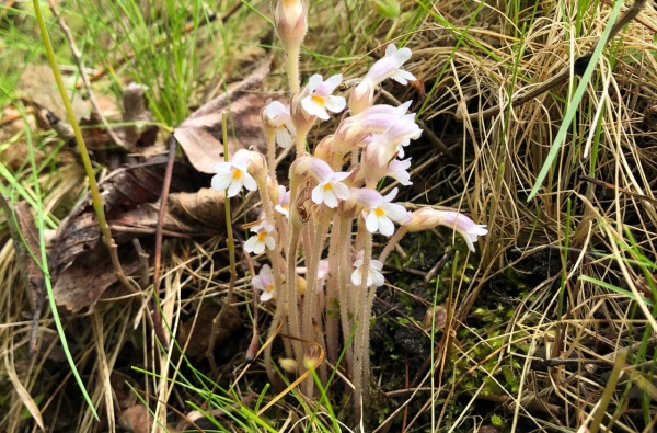 One-flowered Cancer-root [Orabanche Uniflora]