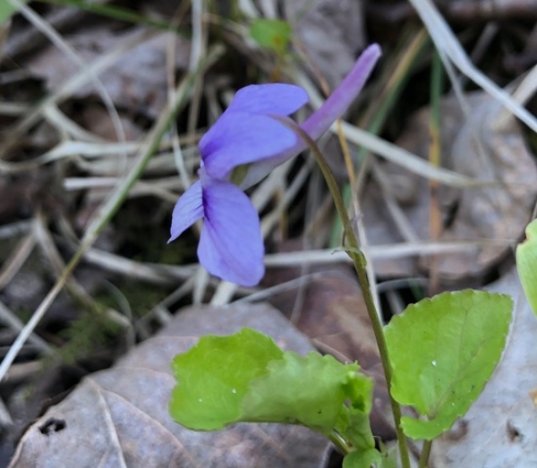 Long-spurred violet [Viola rostrata]