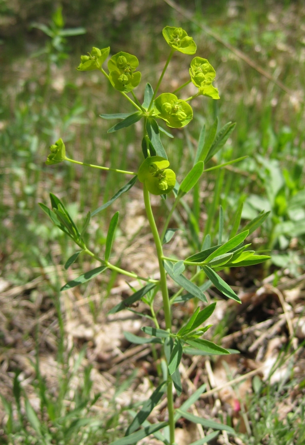 Leafy Spurge  [Euphorbia esula]